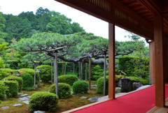 大池寺開山臥龍の松
