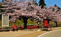 桜花の赤備え