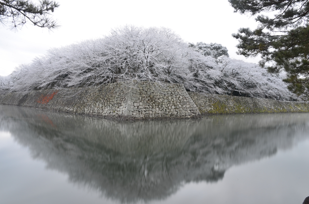 淡雪桜花