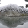 淡雪桜花
