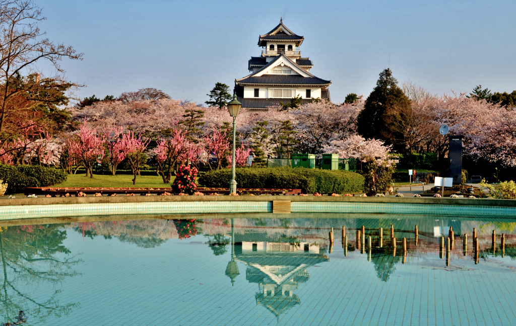 長浜城桜花鏡