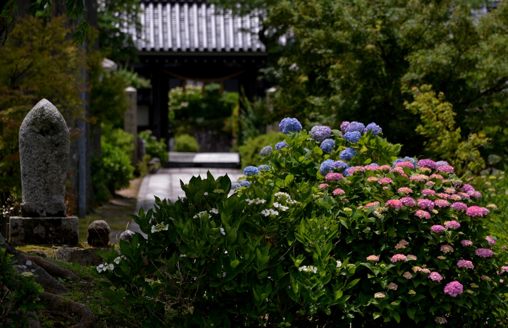 誘うあじさい寺