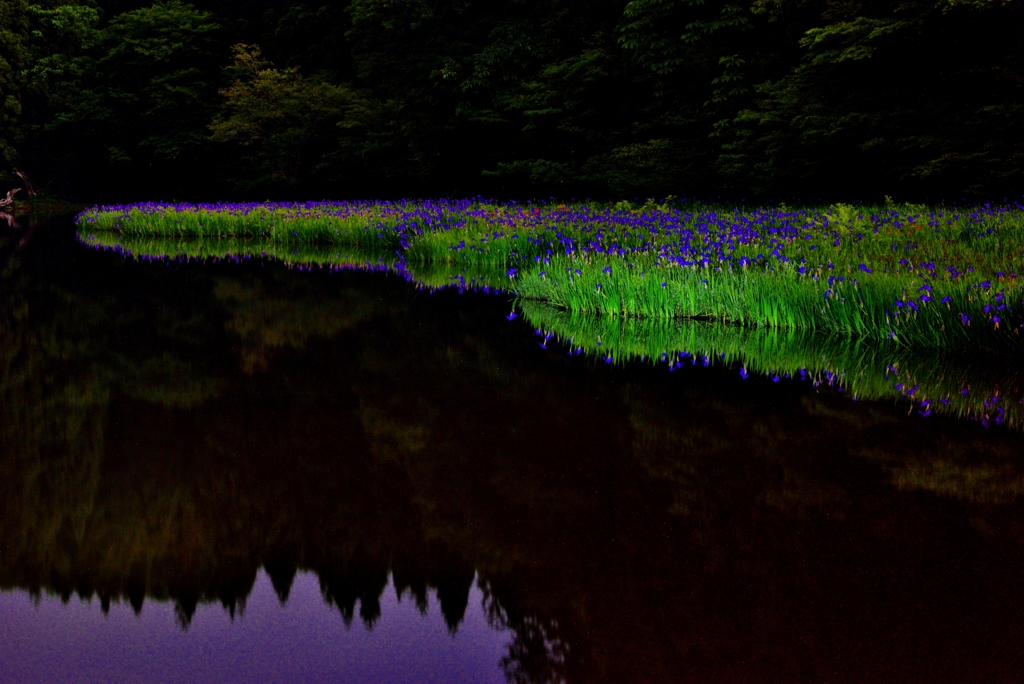 月夜のカキツバ群生