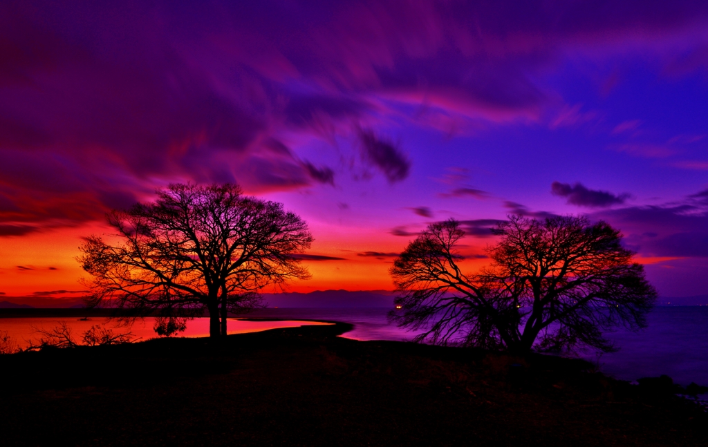 夕暮れ夕木