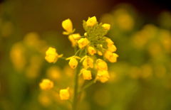 春の訪れ・我が家の花　菜の花