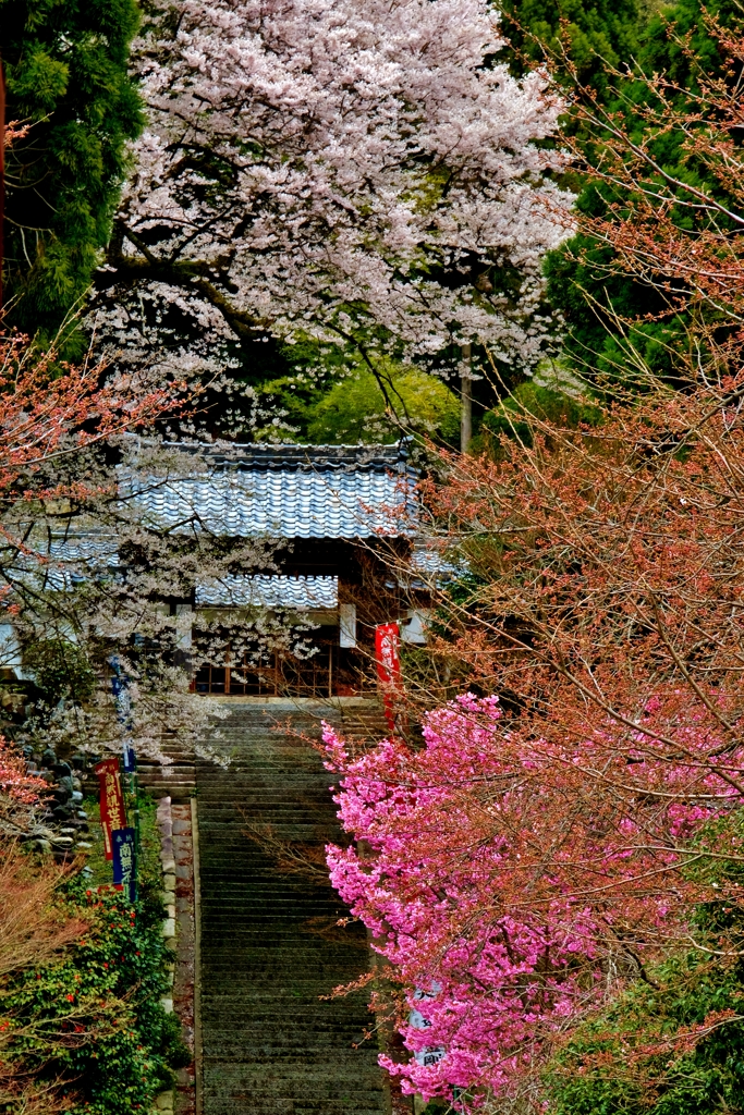 春景の山門石段