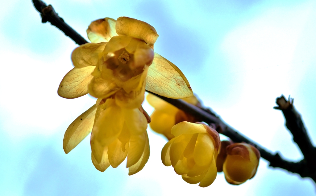 Wax plum