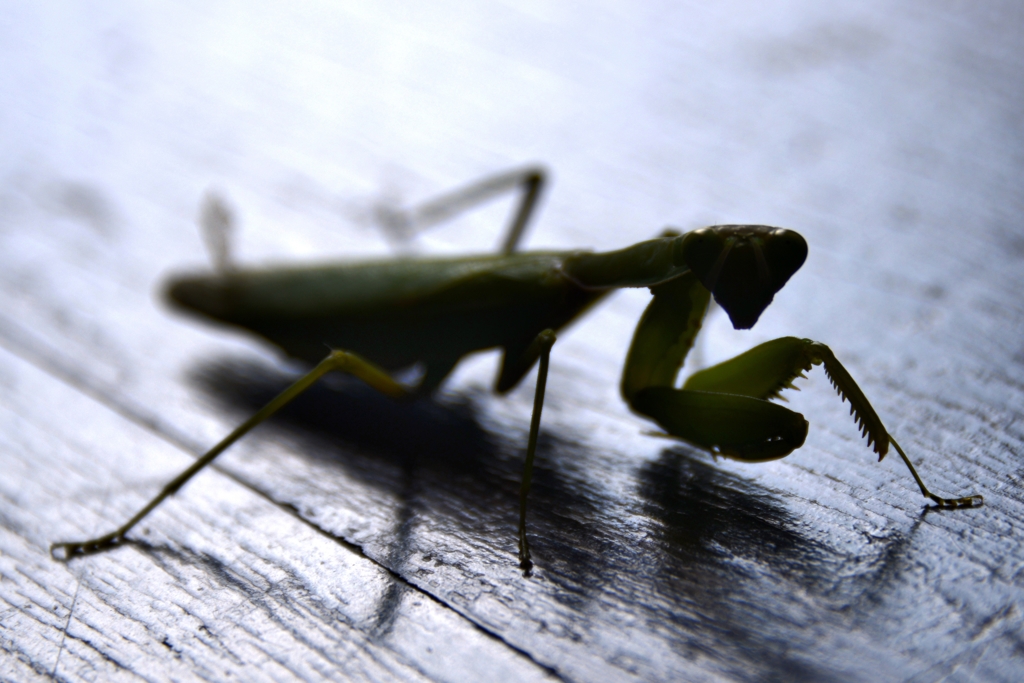 カマキリの闖入