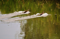 鴨の競泳