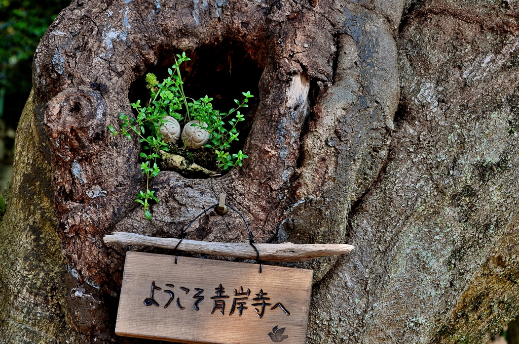 ようこそ青岸寺へ