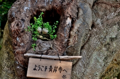 ようこそ青岸寺へ