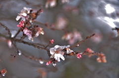 春待つ二期桜