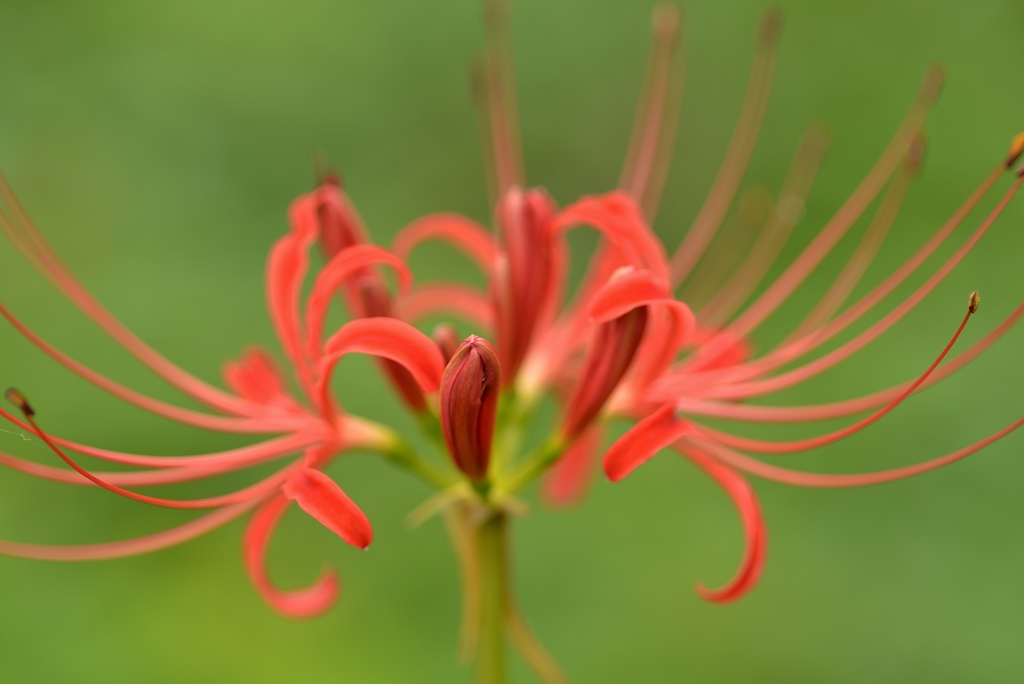 天界の花　