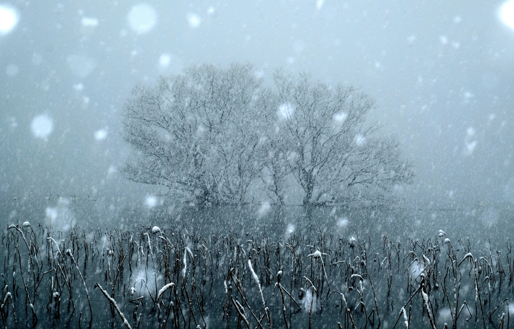 雪景水中木