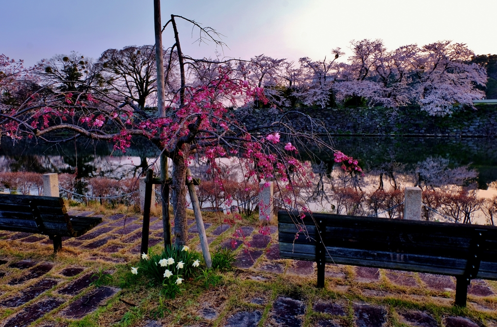 濠端の春の花