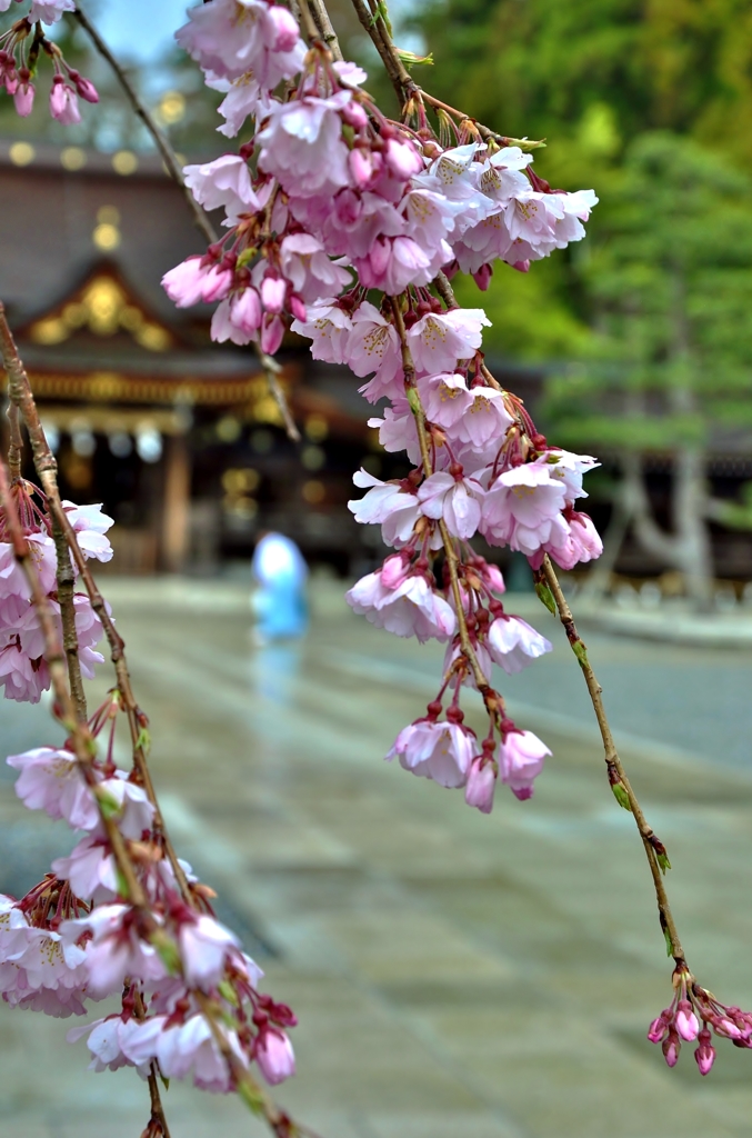 神社しだれ桜