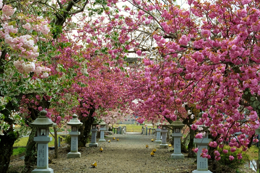 桜花参道