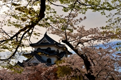 彦根城弥生桜