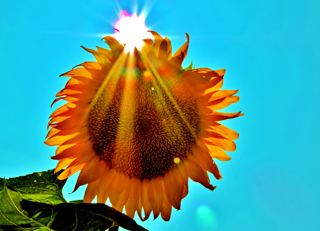 日回り（太陽の花）