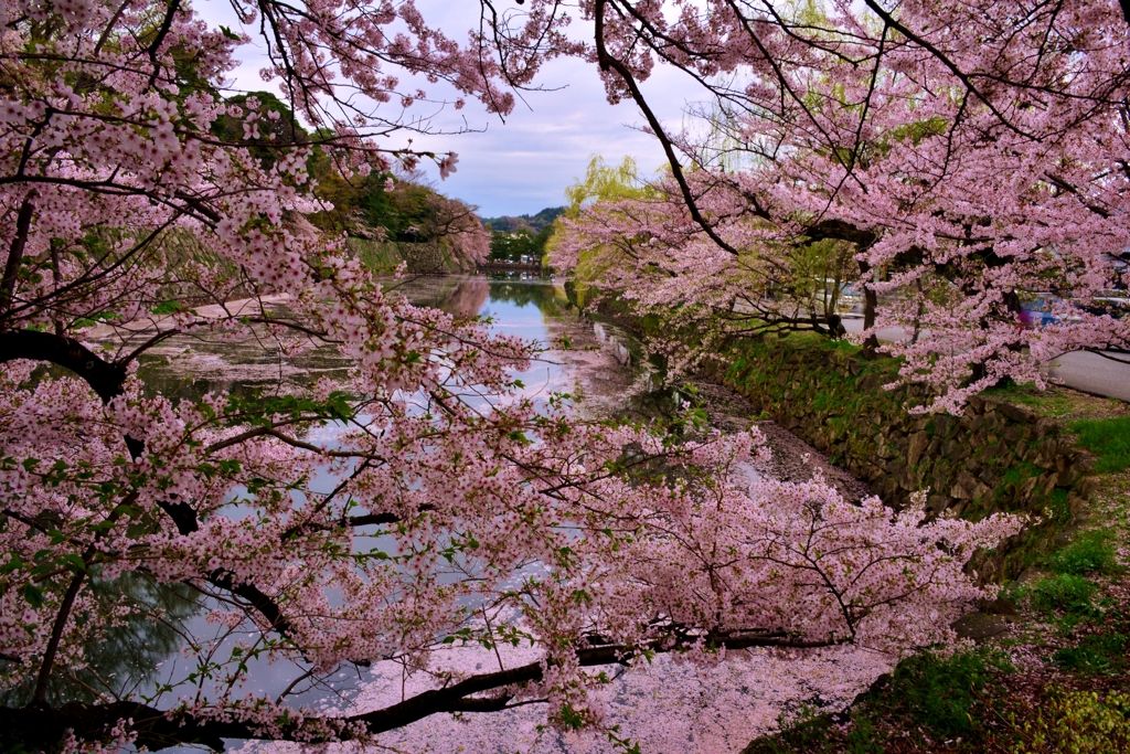 濠桜