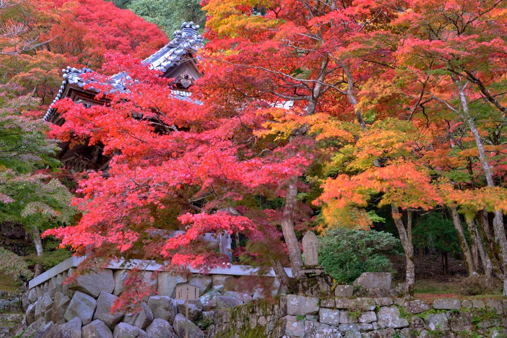 紅葉