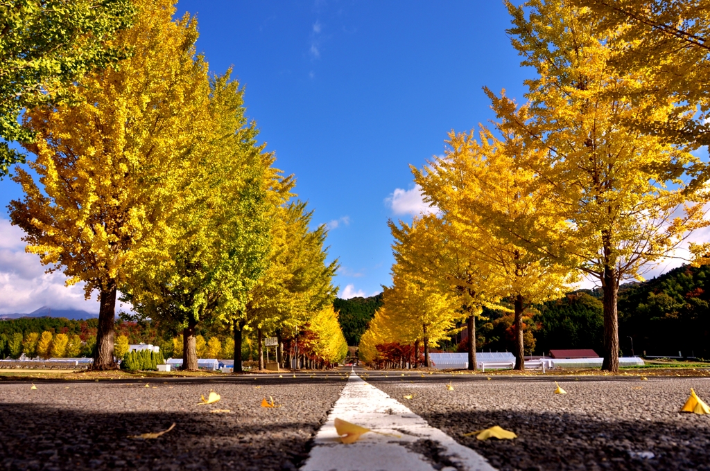 爽やか銀杏並木