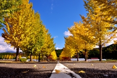 爽やか銀杏並木