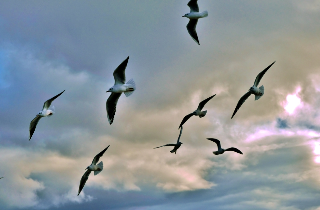 Black-headed gull flies
