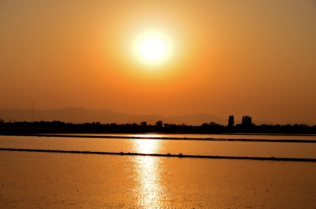 水田夕日