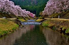 鮎河の桜　5-2
