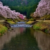 鮎河の桜　5-2