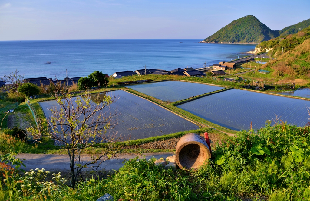 初夏の棚田