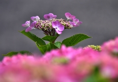 我が家の花　紫陽花　Ⅲ