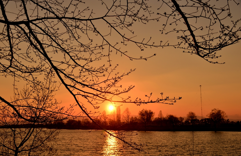 花蕾の夕日