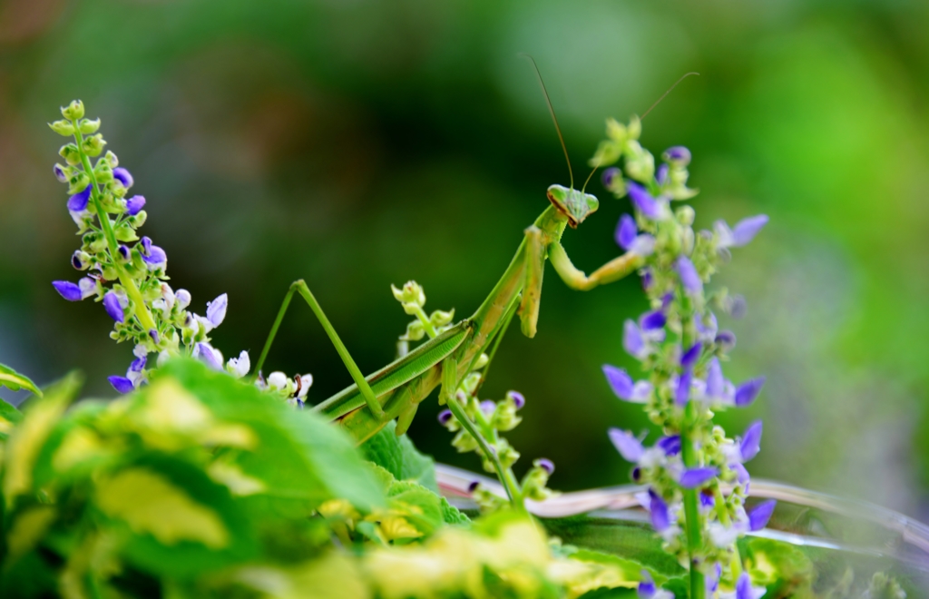 おれはカマキリだ  