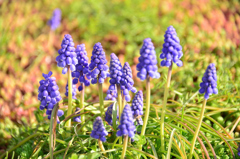 Grape hyacinth