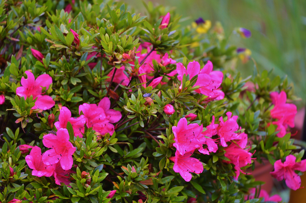 我が家の花　さつき