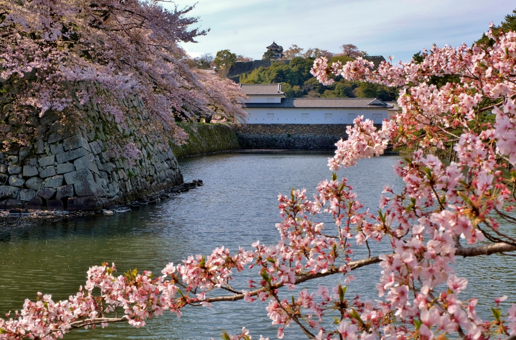 彦根城桜花