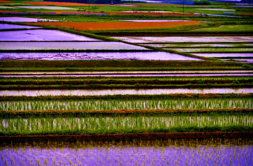 水田幾何学