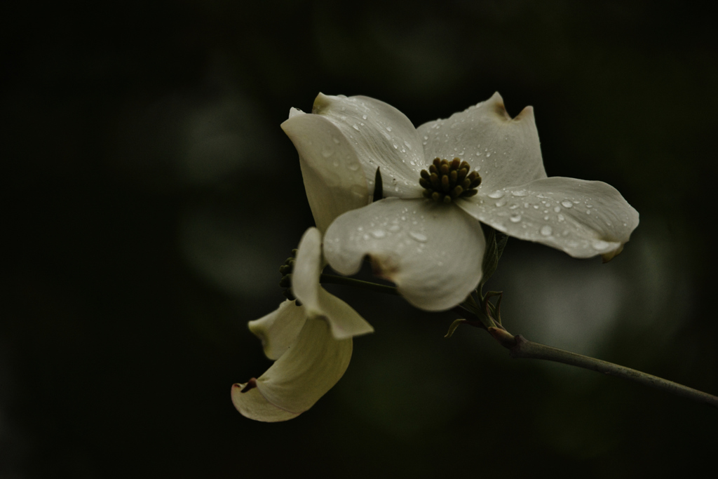 我が家の花　ハナミズキ (2)
