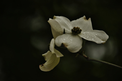 我が家の花　ハナミズキ (2)