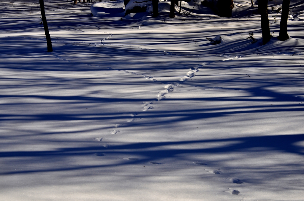 雪影の足跡