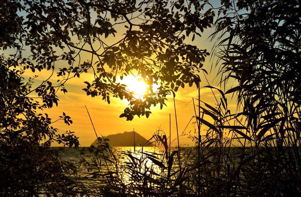 葉影の夕日
