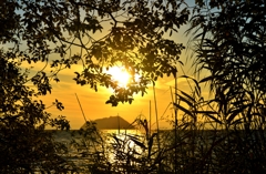 葉影の夕日