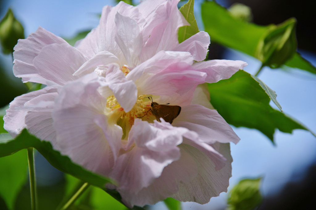 酔芙蓉