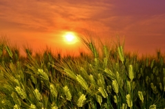 青麦の夕日