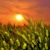 青麦の夕日