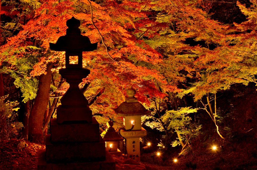 胡宮神社紅葉ライトアップ　5-4