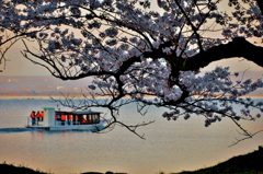 海津大崎の桜(4)