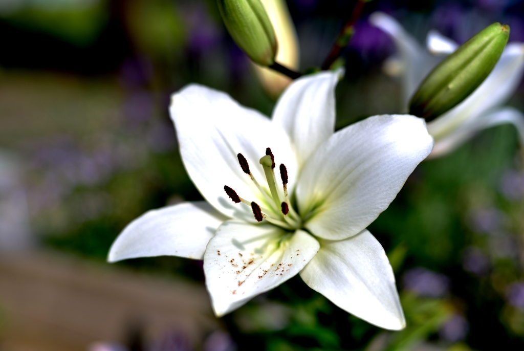 White lily